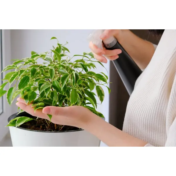 Правила вибору добрив для квітів	