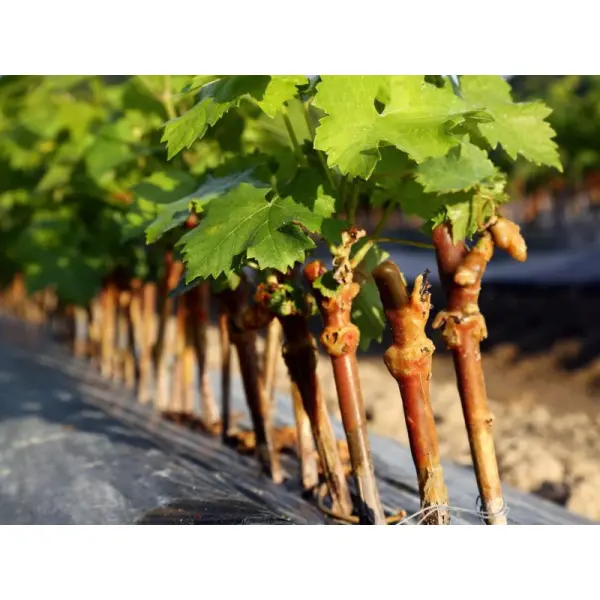 Способы выращивания винограда