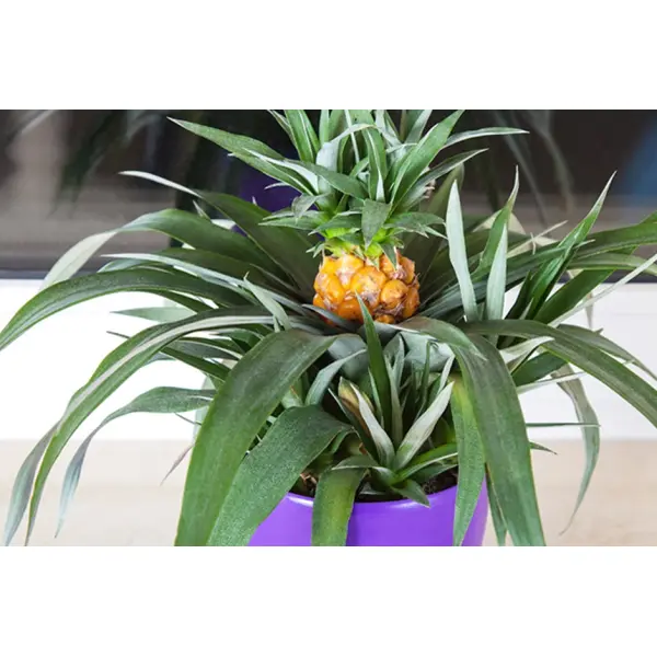 Как посадить ананас в домашних условиях: особенности и рекомендации