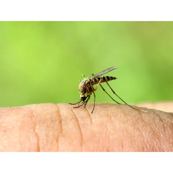 Сколько живет комар обыкновенный в природе и в квартире