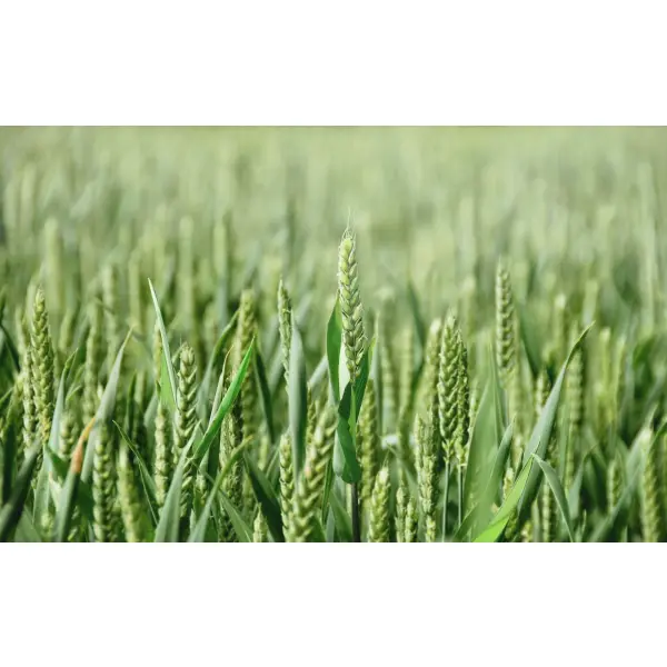 Яра пшениця від компанії «AGRAIN»