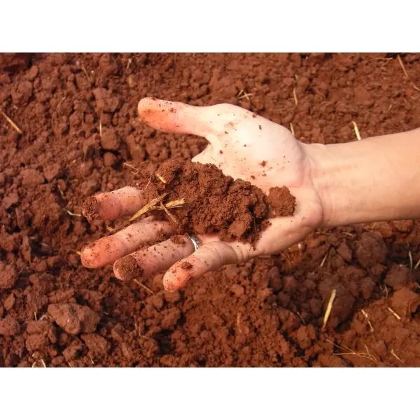 Как узнать тип почвы и зачем это нужно