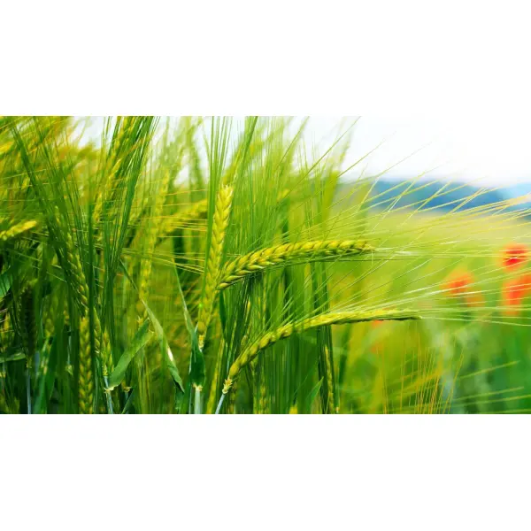 Особливості застосування гербіцидів в озимій пшениці: вибір, терміни та дози внесення