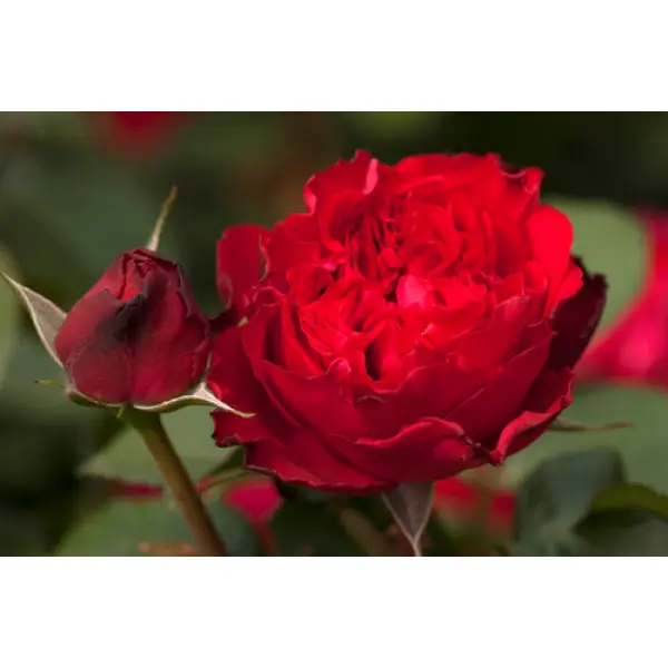 Борьба с вредителями и болезнями в выращивании роз