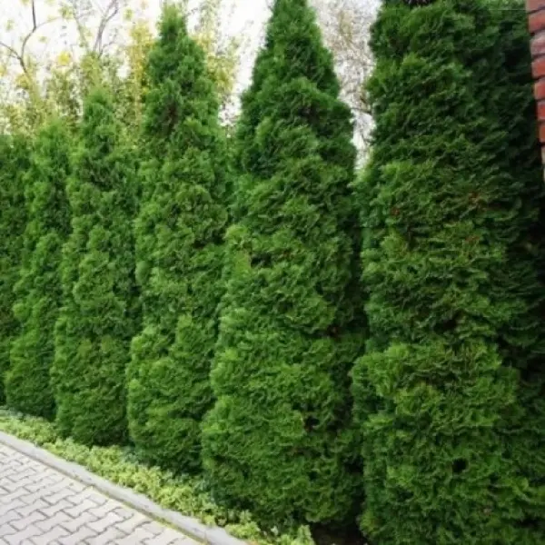 Саженцы туи: вечнозеленая красота для вашего сада