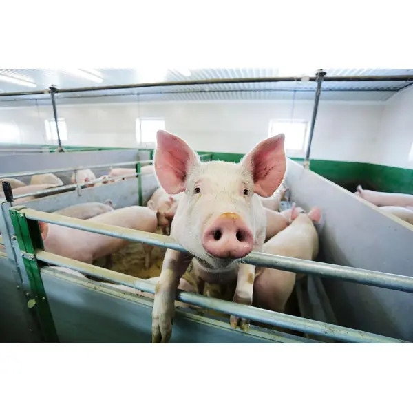 Обираємо стартовий корм: поради для новачків свинарства