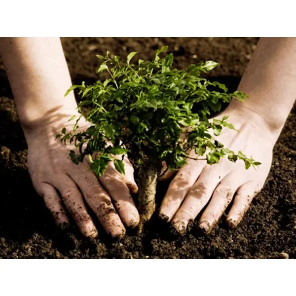 Де замовити в Україні саджанці