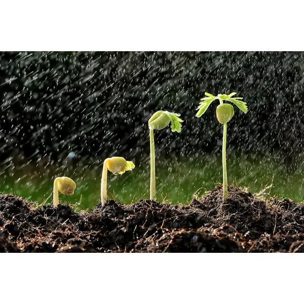 Как правильно выбирать семена для своего огорода?