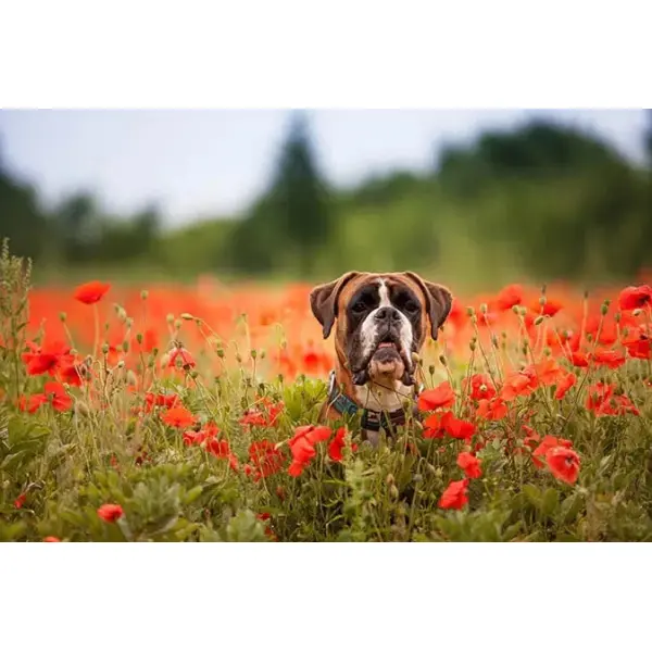 Как избавиться от глистов у собаки