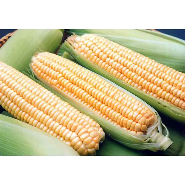 Насіння кукурудзи для силосу: оптимальний вибір та його переваги