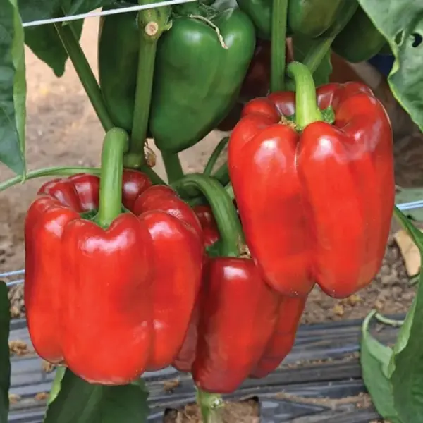 Успешное выращивание перца: как подготовить семена 