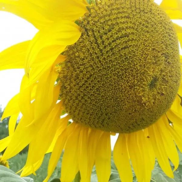 История культивирования подсолнечника: От диких форм до современных сортов