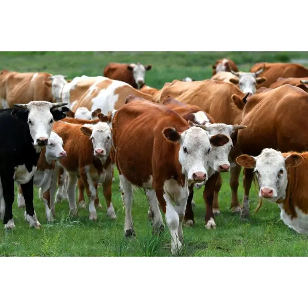 Лечение мастита у коров