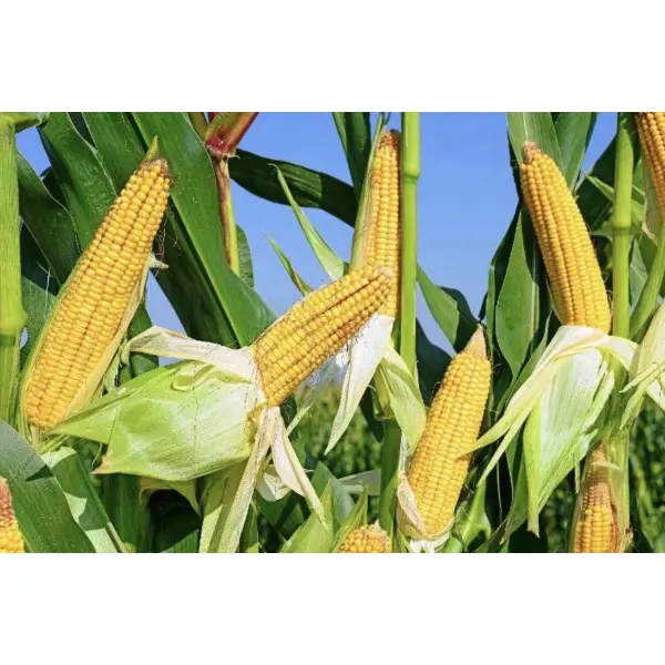 Основи про насіння кукурудзи