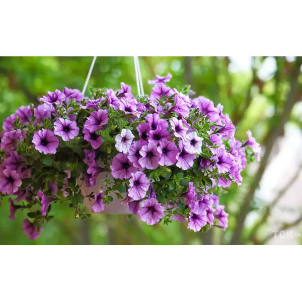 Як правильно підживлювати петунії?