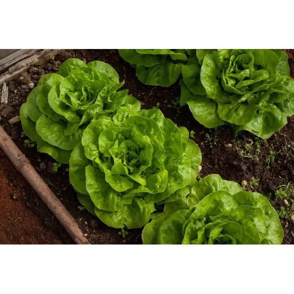 Як заощадити на покупці насіння та саджанців?