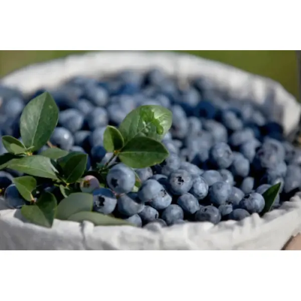 Що таке лохина і як її садити на чорноземі весною