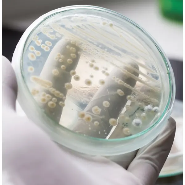 Преимущества пробиотиков в процессах гранулирования кормов: устойчивость и эффективность.