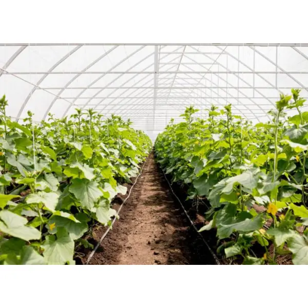 Снижение минерализации и жесткости воды — зачем это нужно в теплицах?