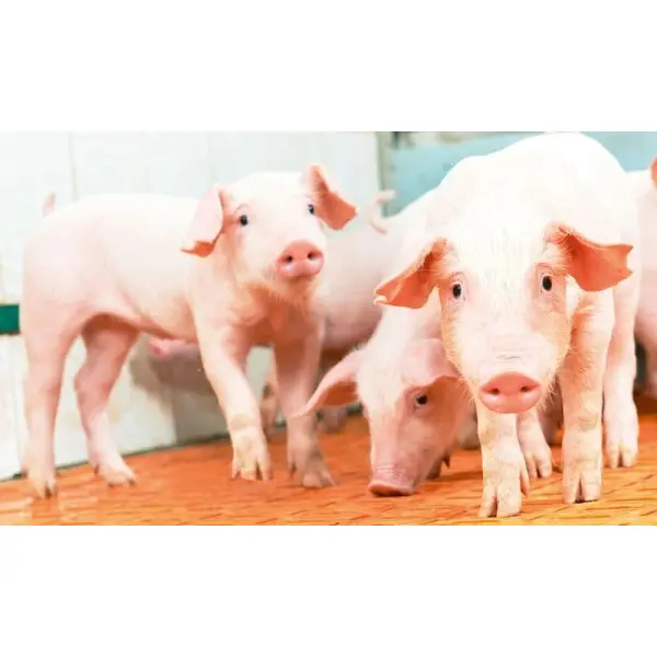 Переваги преміксів Vilofoss для здорового росту поросят