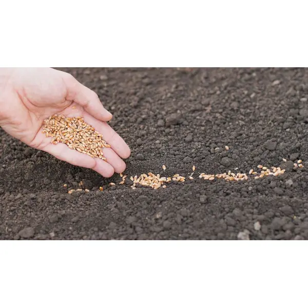 Важность качества сева семян для повышения урожайности