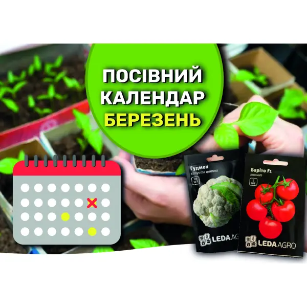 Що, та коли саме посіяти в березні на розсаду?