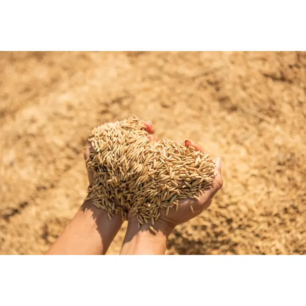 Мікродобрива для пшениці: точкове живлення для підвищення білковості, натури та стресостійкості посівів