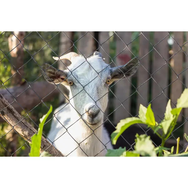 Сад, огород, ягодники: как рабица защищает посадки от животных, сохраняя солнце и вентиляцию.