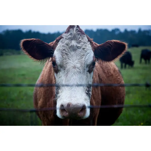 Почему КТУ-10 закрывает потребности хозяйств на 300–400 голов КРС