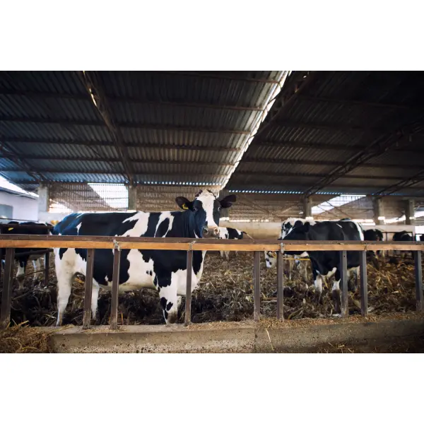 Нарезка противоскользящих швов в коровниках