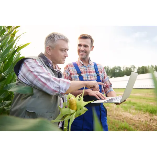 Сезонний пік в агро: як аутсорсинг польових бригад забезпечує стабільний збір урожаю
