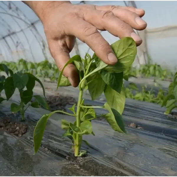 Як обрати субстрат для перцю — поради агронома