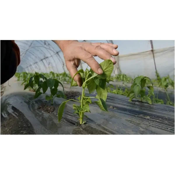 Як обрати субстрат для перцю — поради агронома