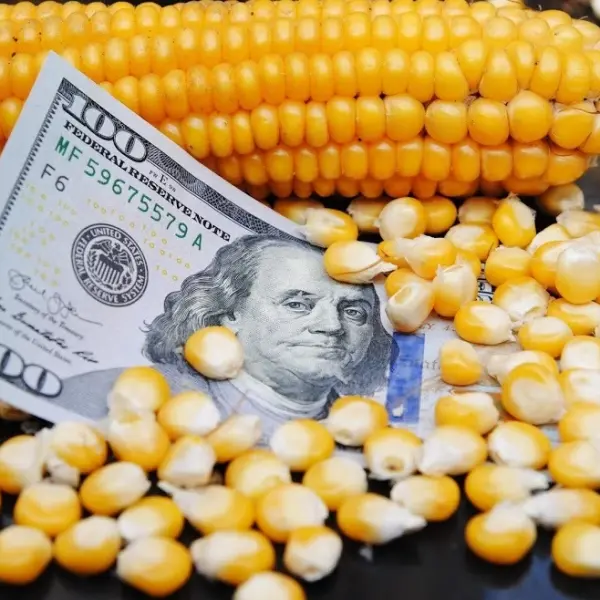 Зниження цін на українську кукурудзу: тенденція на найближчі тижні