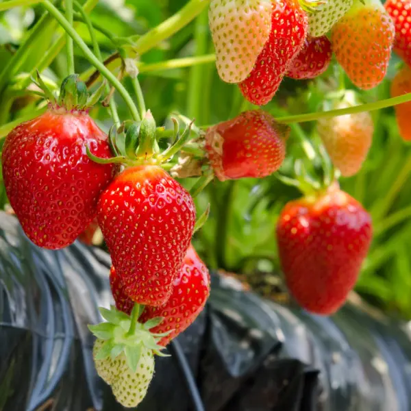 Саджанці полуниці касетною розсадою: як обрати, щоб кущі швидко прижилися і дали стабільний урожай