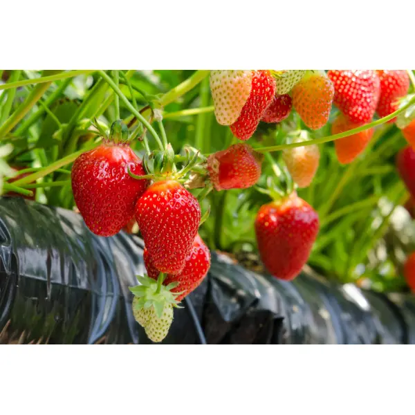 Саджанці полуниці касетною розсадою: як обрати, щоб кущі швидко прижилися і дали стабільний урожай