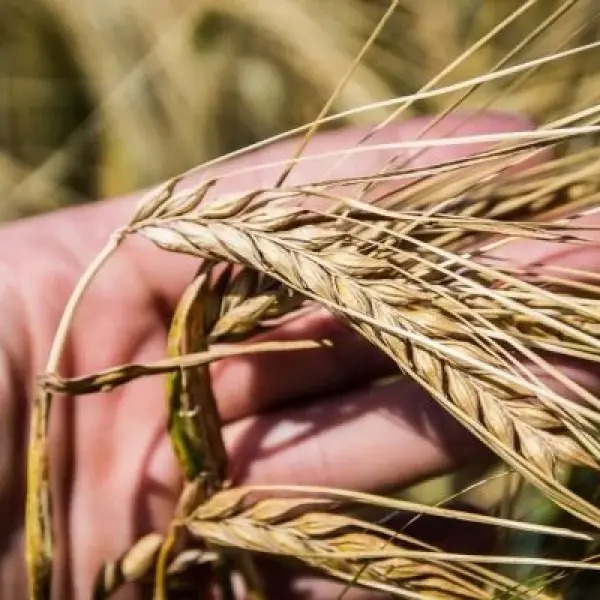 Фуражний ячмінь у портах дорожчає: ринок подає сигнали зростання