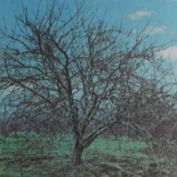 Обрезка — один из самых древних приемов ухода за плодовым деревом и ягодным кустарником