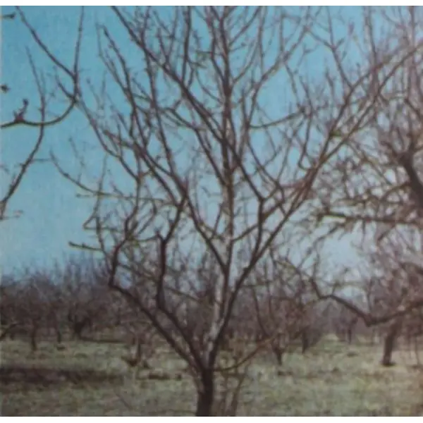 Основные части плодового дерева