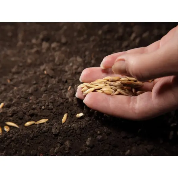 Обработка семян перед посадкой