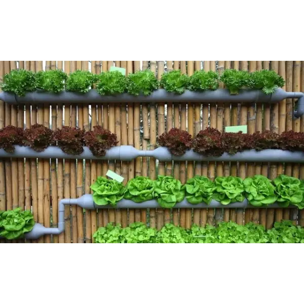 Что посадить осенью на огороде