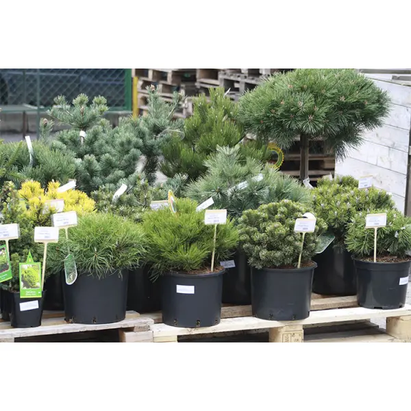 Где купить декоративные растения. Советы специалистов Greensad