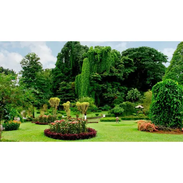 Как выбрать декоративные лиственные деревья для сада. Рекомендации специалистов Vip Plants