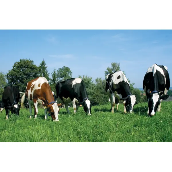 Что дает использование в животноводстве пастбищ?