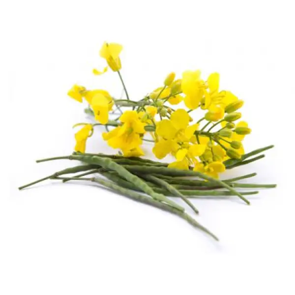 Конфидор – «защитник» рапса