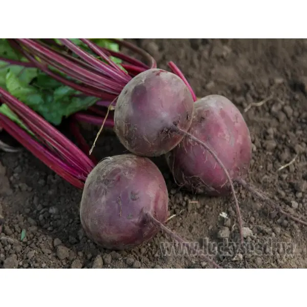 Как выращивать свёклу на открытом грунте