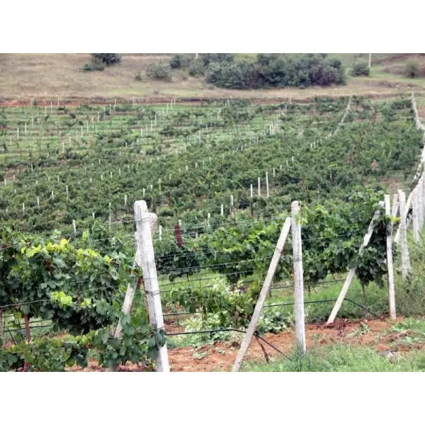 Полевые весенние работы на виноградниках ОАО «Дербентский завод игристых вин»