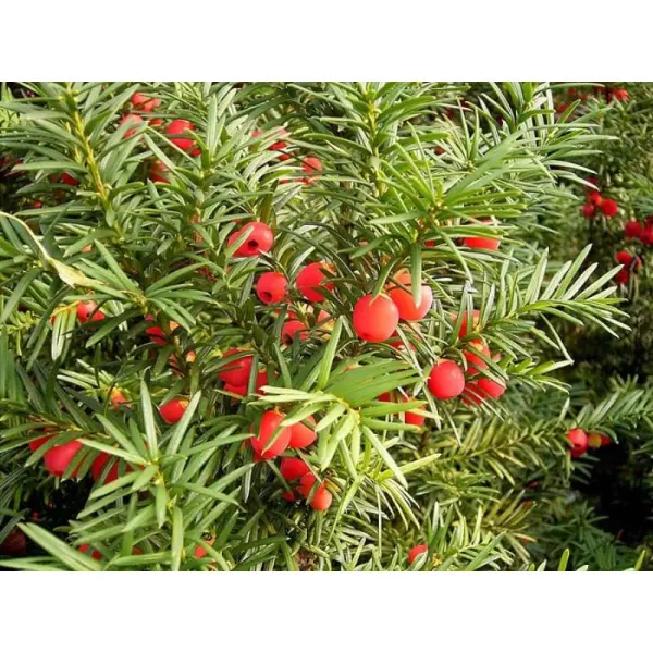 Питомник растений который стоит посетить