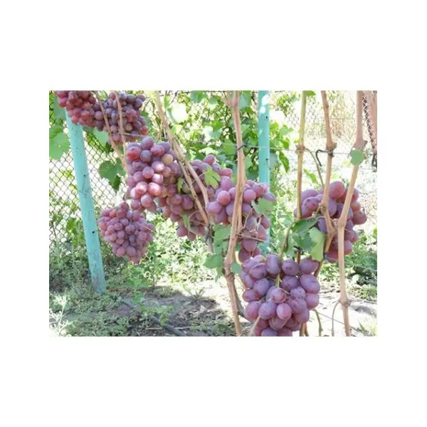 Как рационально и со вкусом обустроить приусадебный участок