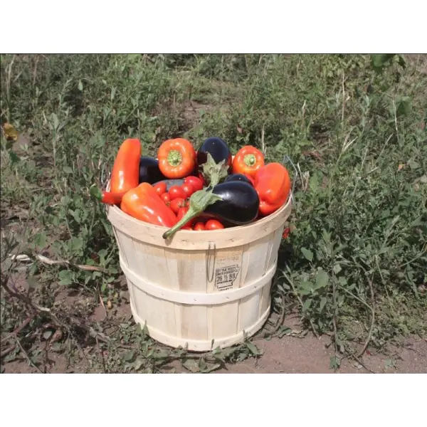 Как вырастить богатый урожай овощей на участке